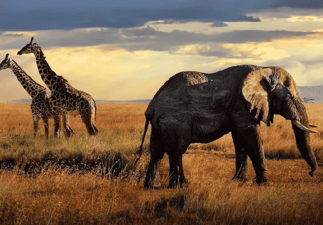 Kenya Group Tour