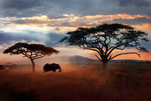 Tanzania Tour Packages