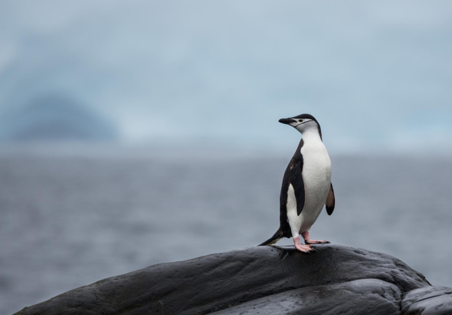 Classic Antarctica Cruise