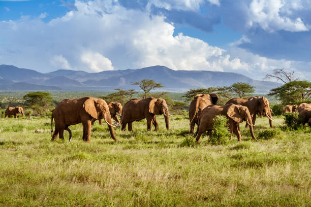 South And East Africa Group Tour