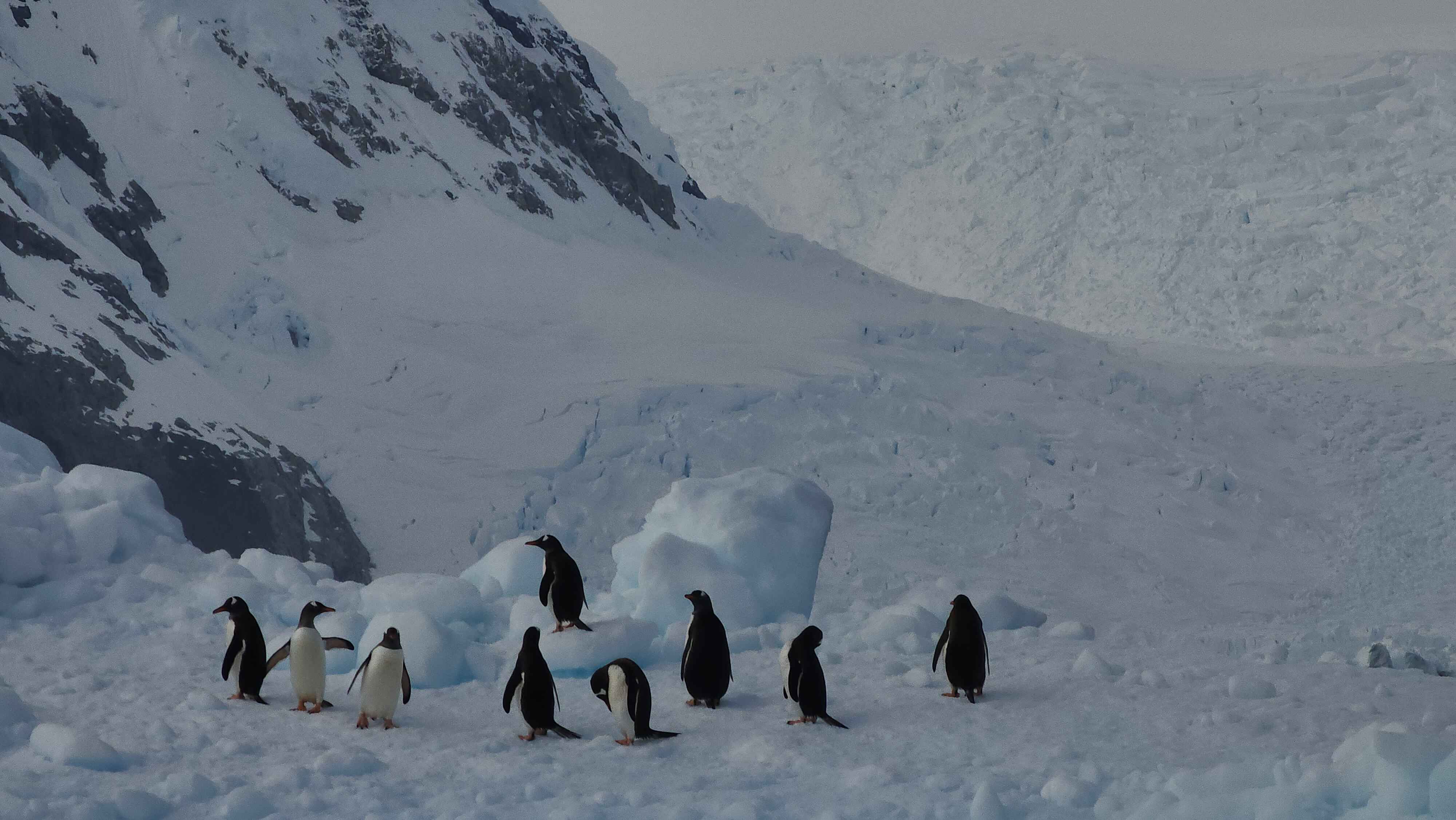 Antarctica